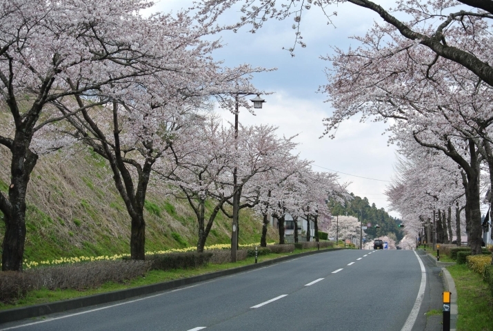 お花見スポット 花巻 北上 一関 奥州 西和賀 金ケ崎 平泉 まいぷれ 花巻 北上 一関 奥州