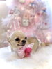 いろはちゃん／スムースコート・チワワ「MerryXmas ^o^」