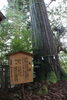 「須佐神社へ・・・取材」