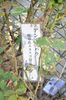 「アンネのバラ」