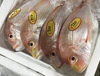 「魚魚市場鮮魚コーナーおすすめは「チカメキントキ」です♪」