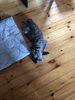 くつろぎ中の愛犬です。「土用の丑の日…」