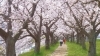 北斗市・大野川沿いに約300メートル続くソメイヨシノの桜トンネル