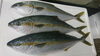 「7/6　木曜日　【本日のお刺身】」