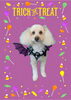「Dog salon mofu mofu　余市町」