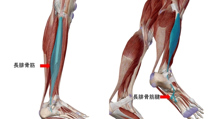 青い部分が腓骨筋。足の裏までついています。「不安定な足首を安定させる働き「腓骨筋（ひこつきん）」は特に高齢者には重要です。転倒予防の為にも鍛えましょう。」