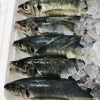 「魚魚市場鮮魚コーナーおすすめは「うちわエビ・オジサン」です♪」