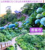 善峯寺！「近隣の素敵な情報(^-^)/　【西京区　紫陽花　京都西山　そうだ京都行こう　善峯寺　柳谷観音　大原野神社】」