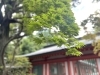 大宮区　武蔵一宮氷川神社