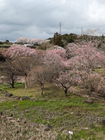 園内の様子「4月8日時点での桜の開花状況🌸」