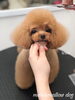 「秋のオプションキャンペーン　（＾Ｏ＾）」