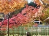 高岡古城公園 高岡紅葉 紅葉狩り情報 まいぷれ 高岡市