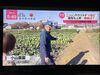 畑を案内しているシーンです🎥「☆カラフル野菜の小山農園『news every.』無事にオンエア📺☆」