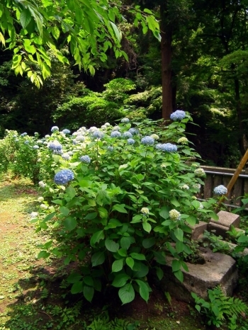 北鎌倉あじさいめぐりとハイキング 明月院 建長寺 鎌倉再発見 まいぷれ 鎌倉 逗子 葉山