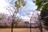 横浜市港北区のお花見スポット 綱島公園 港北区のお花見特集 桜 梅の名所一覧 まいぷれ 横浜市港北区