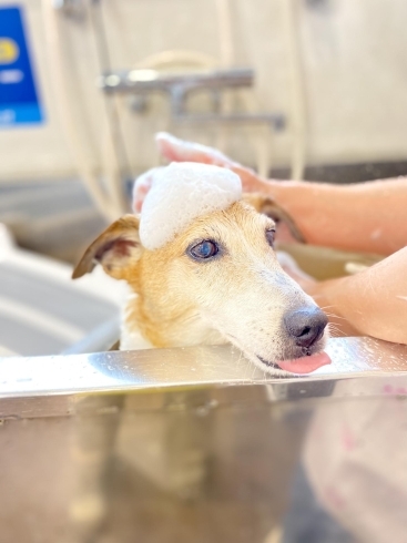 京都伏見、丹波橋駅近くに7月1日OPENしました!トリミングサロンDanke︎︎︎·͜·ᕷ 本日のお客様⸜(*˙꒳˙*)⸝