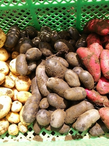 色々な色・味が味わえるカラフルジャガイモ「カラフル野菜の小山農園」