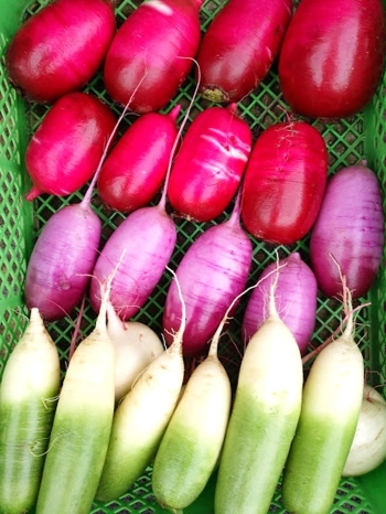 色鮮やかな根菜類もいろいろと生産しています「カラフル野菜の小山農園」
