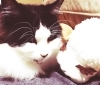 コタツでまったり☆三毛猫さん 牛耳っ