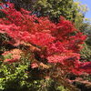 「日光山のお薬師さん」で知られる加古川の常楽寺に紅葉を見てまいりました♪♪