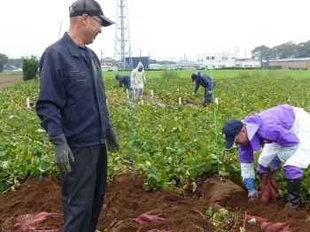 研究会の試験圃場の畑では、品種による肥料や堆肥の量などの違いを研究しています。堀りだされたさつまいもはどれもよい出来栄えで、自然と笑顔が出ます。