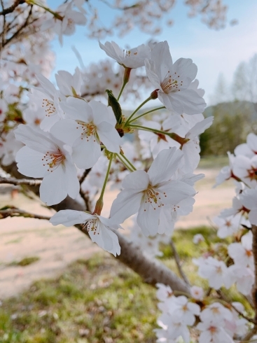 「桜が満開」
