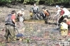 池に潜む巨大肉食魚アリゲーターガーを捕獲 ええやん 寝屋川 まいぷれ 寝屋川市