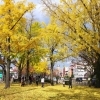 京都　紅葉穴場スポット
