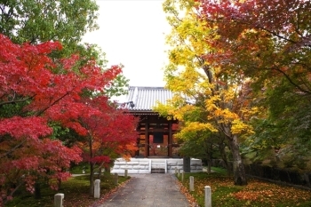 京都 紅葉穴場スポット 智積院 京都 紅葉だより まいぷれ 京都市下京区 東山区