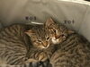 子猫　里親募集「里親募集中」