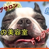 ペットサロン　ドッグカフェ　犬の美容室特集！【御殿場・裾野】