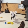 いせちゃん「今日のお友達」