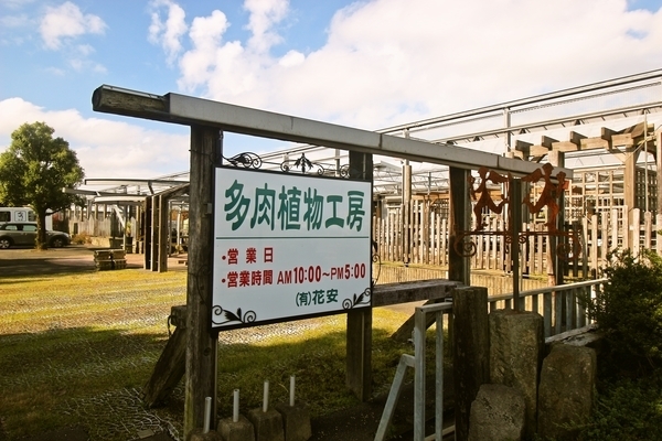 多肉植物工房 花安