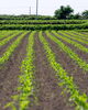 「とうもろこしは朝採れが一番おいしい？農家が教える甘さの秘密 🌽☀️」