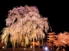 情緒ある不二桜 幻想的な夜桜ライトアップ 東寺 京都市西京区 南区の桜を見るならココ まいぷれ 京都市西京区 南区