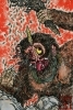 猿鬼のこと 九十九屋さんたの妖怪古今録 まいぷれ 流山市