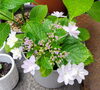 紫陽花も育成中  求人広告と合わせてご覧ください「明石市で仕事を探すなら【テスコム明石求人センター】へ 明石市大明石町」
