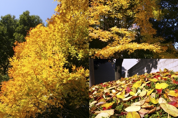 随分と　フルーティーな　紅葉の色だこと