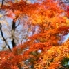 【No.417】新宿の紅葉2017　３
