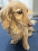 単品メニュー　爪切り、足裏バリカン「🐶ビション、トリミングのお友達🌸」