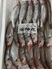 石持ち「本日鮮魚入荷致しました」