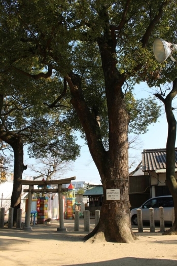 境内の巨大なクスノキは豊中市の保護樹木に指定されています。