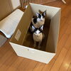 3年前の2月まだ我が家に来たばかりの子猫時代「【8/8(金)放送分のリクエスト受付中♬】かつしかFM13時～90分生放送『YOUR SONG MY LIFE』武田恵瑠々のQUEEN曜日♪23時半～再放送📻️リクエスト待ってるよ！📨8/8は猫の日だって🐈️画像はうちのフクとタマです」
