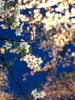 夜桜鑑賞