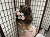 「TUZUMI問屋町　七五三　7歳女児ヘアメイク　3歳男児被布　着付けは楽しい時間をありがとうございます」