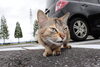地域猫ちゃん発見したり「まいぷれ編集部の裏側を覗いてみませんか？」