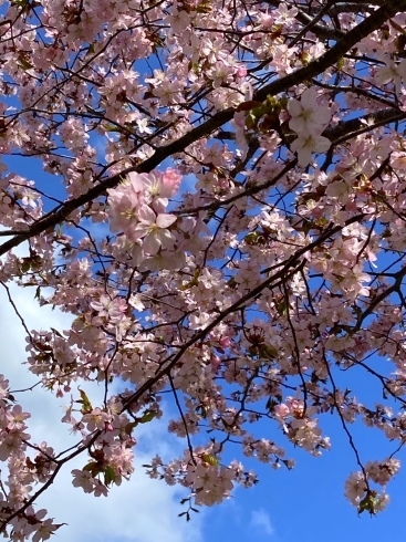 緑ヶ丘公園②「苫小牧市の桜開花状況、見頃の情報　第7報」