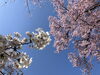 「水沢公園の桜が満開になりました！」