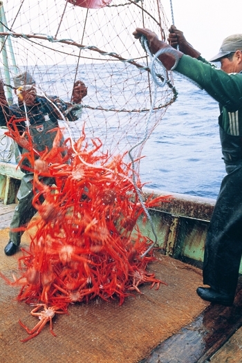 深さ1500メートルの海から引き揚げる蟹かご漁の様子「小針かに屋」