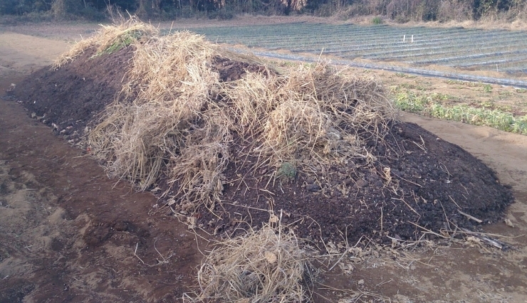 畑の土質や生産者により堆肥はそれぞれです。材料は主に収穫後に出た「もみがら、米ぬか）等を使っています。　写真は飯田氏の堆肥です。